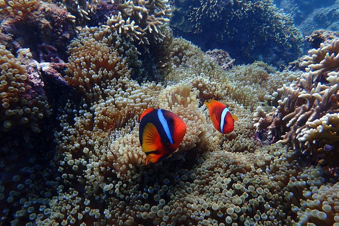 Kenting, Taiwan｜Snorkeling Free Underwater Photography One-On-One With Instructor｜Taiwan Diving Snorkeling - Reviews and Ratings Highlights
