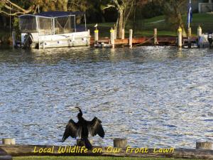 Mandurah Riverfront Holiday Rental - Wildlife and Nature