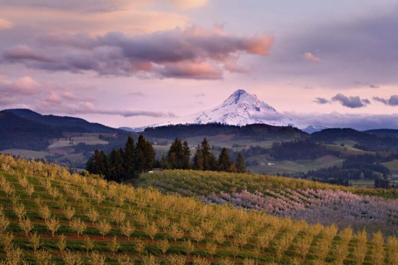 Mendoza: Wine Roads Half‐Day Tour With Regional Lunch - Customer Reviews and Ratings