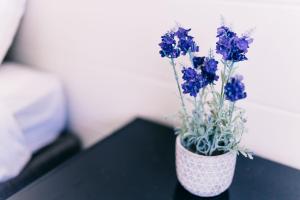Motel Poinsettia - How to Book Your Stay