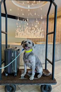 Renaissance Phoenix Downtown Hotel - Guest Reviews and Experiences