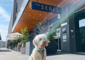 The Sebel Canberra Civic - Children and Adults