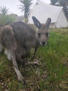 Macedon Ranges Glamping - Guest Experience