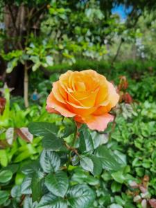 Rosewood Guesthouse - Why Choose Rosewood Guesthouse?