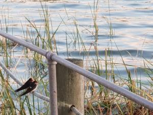 PS Federal Retreat Paddle Steamer Goolwa - The Last Word