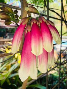 Spring Homestead - Frequently Asked Questions