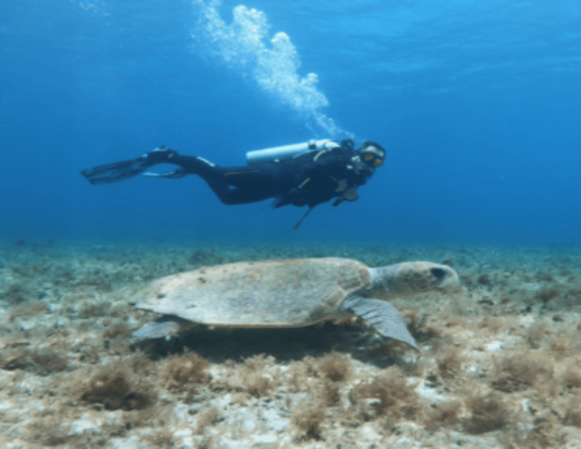 Beach: Dive in Cozumel