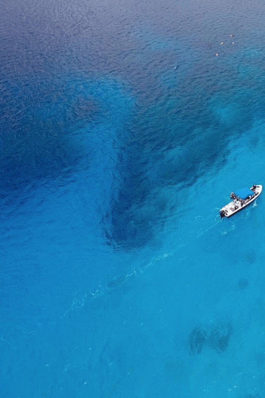 Bull Shark Feeding