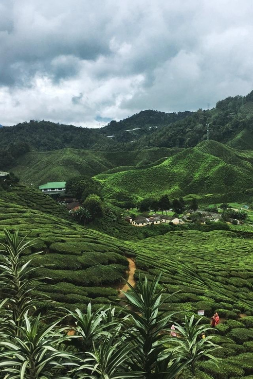 CAMERON HIGHLAND : GREAT NATURE IN A HIGHLAND