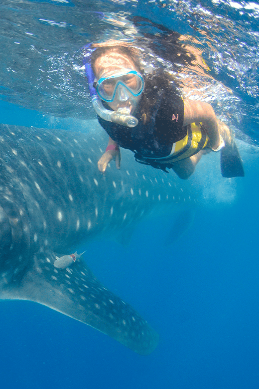 Cancún: Swim With Whale Sharks & Playa Norte Beach