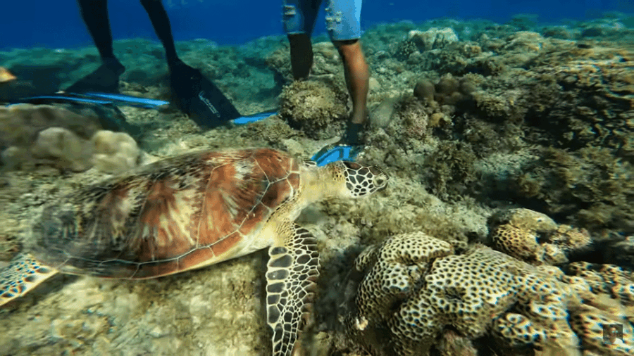 Cebu: Island Hopping Pescador,Sardine Run Andturtle Paradise
