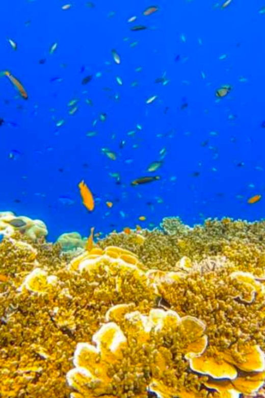 CEBU: OSLOB & MOALBOAL DAYTOUR