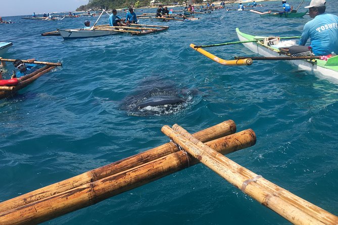 Cebu Oslob WhaleSharks, Aguinid Falls & Kawasan Main Falls (3in1)