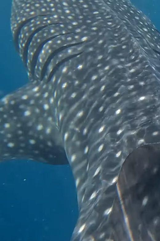 Cebu: Whale Shark Encounter & Canyoneering Expedition