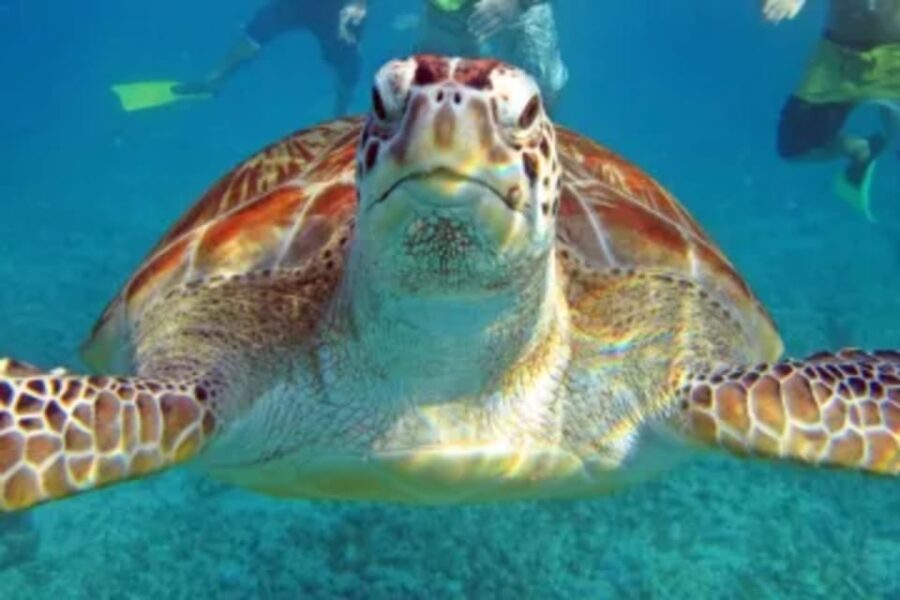 Cenotes, Turtles and Beach Club