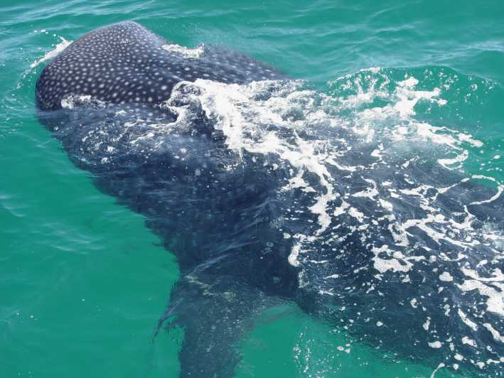 Holbox: Swimming With Wild Whale Sharks Boat Trip - Tour Overview and Pricing
