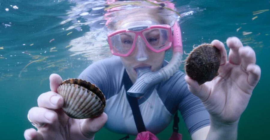 Homosassa: Snorkel & Scallop Hunt in Gulf of Mexico - Activity Overview