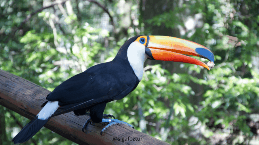 Iguazu Falls and Bird Park: Foz Do Iguaçu – Brazil
