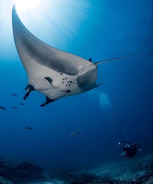 La Paz: 2 Tank Diving Experience