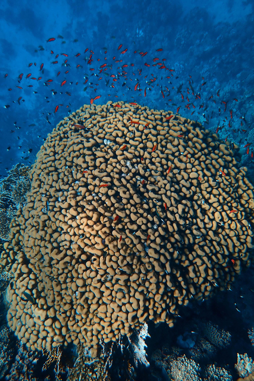Little Tobago: Glass Bottom Boat Tour - Tour Overview