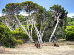 Mercure Kangaroo Island Lodge - Key Points