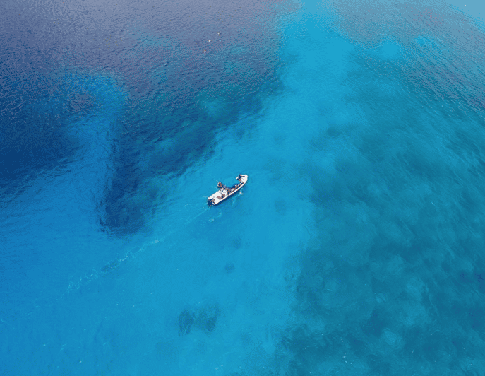 Playa: Bull Shark Dive