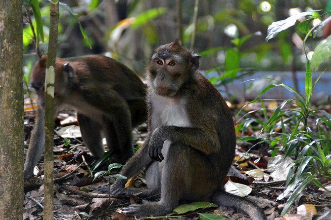 Puerto Princesa Subterranean River National Park—Semi-Private - Tour Itinerary and Highlights