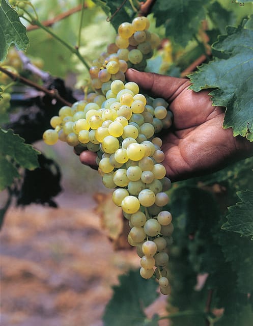 10 Best Wine Tours In Santiago De Queretaro