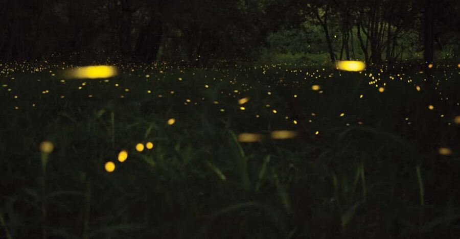SANTA ANA FIREFLY WATCHING TOUR (Private)