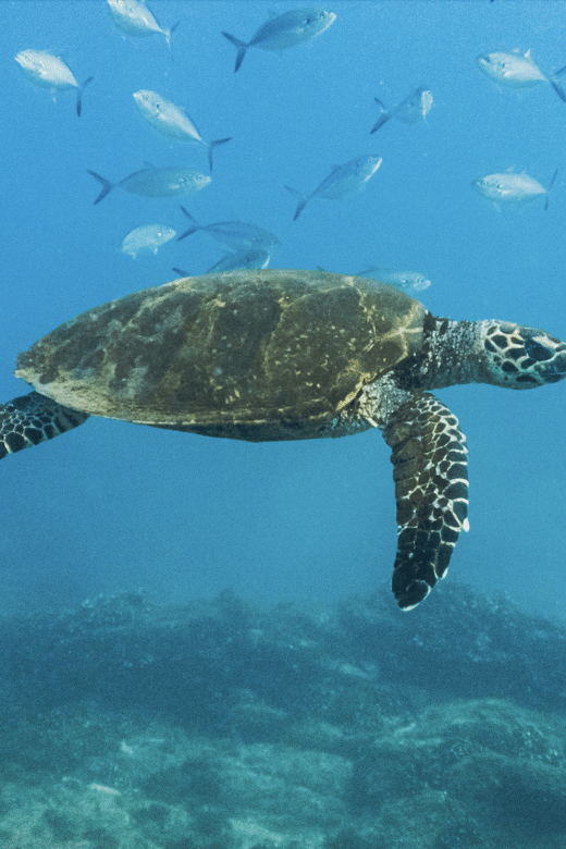 2 Best Snorkeling Experiences In San Jose Del Cabo