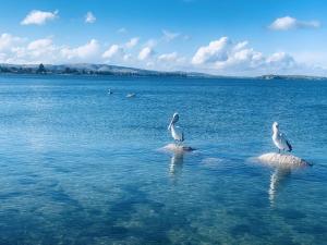 The Bluff Resort Apartments - Key Points