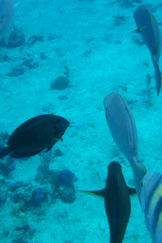 Tulum: Cozumel Cielo Adventure! Round Trip From Tulum City