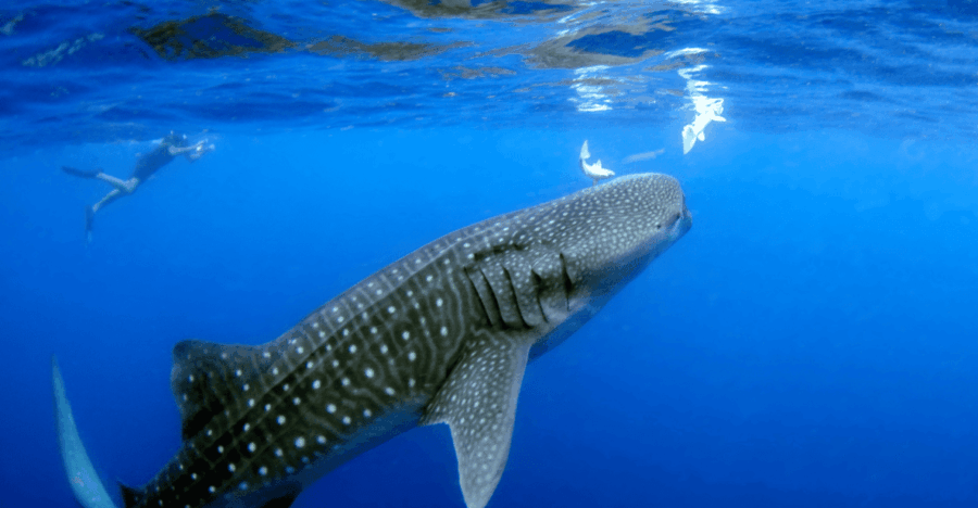 Ultimate Whale Shark Adventure in Cancun