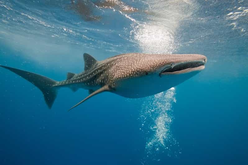 16 Best Whale Watching Experiences In La Paz Mexico