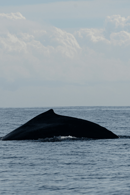 9 Best Whale Watching Experiences in San Jose Del Cabo