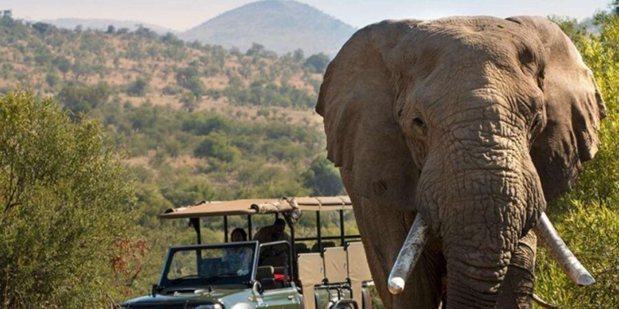 1/2 Day Private Tour Tala Game Reserve & Natal Lion Park