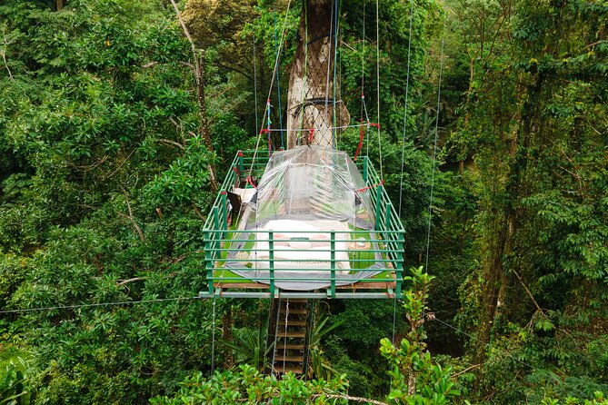 1 Day Tree Climbing and Rappelling Experience With Accommodation