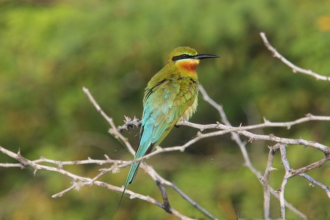 12 Nights Wild Life & Nature Tour