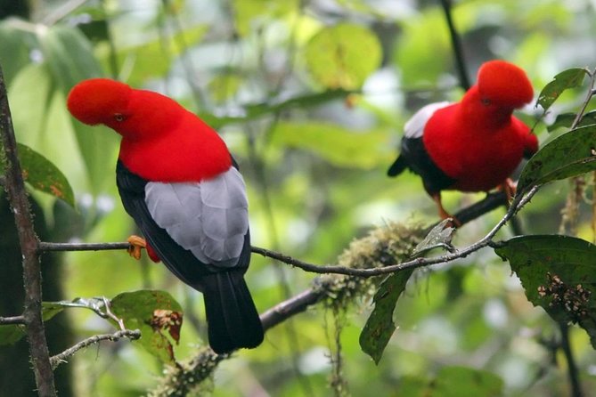 2-Day Private Personalized Tour: Mindo Cloud Forest