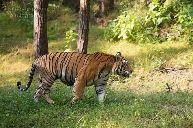 2-Day Private Tour to Ranthambhore Tiger Safari Tour From Jaipur