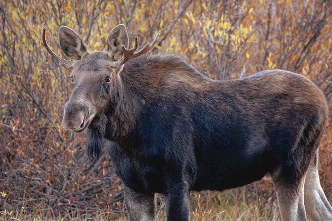 2-Day Yellowstone Tour Lower and Upper Loop Guided Tour