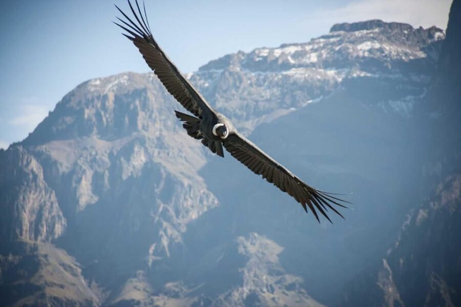 2 Days - Colca Canyon and Condor Tour From Arequipa