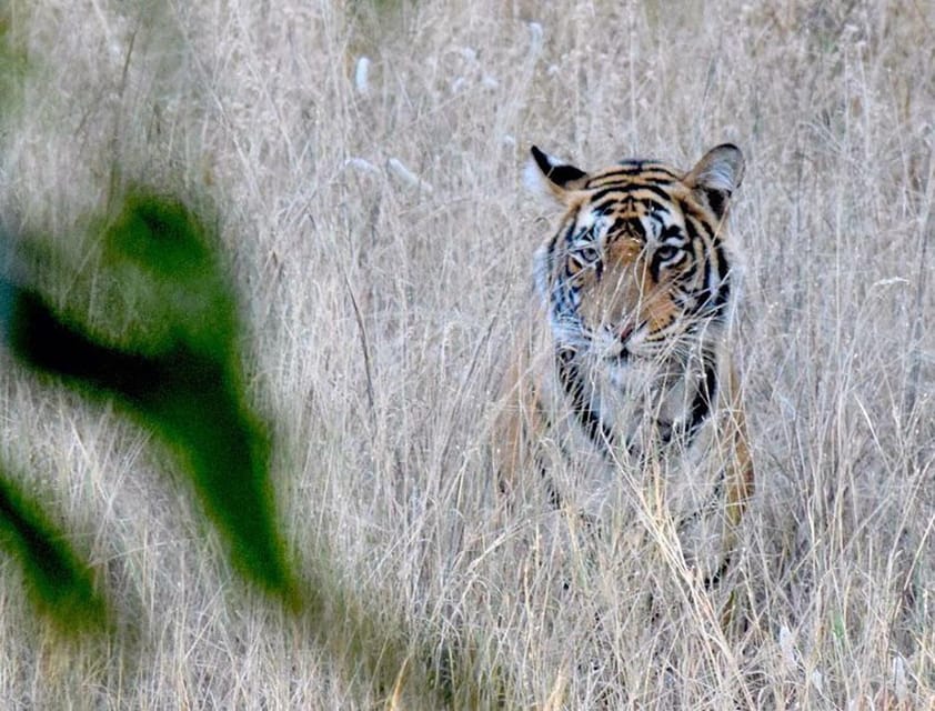 2-Days Luxury Jaipur City Tour With Tiger & Leopard Safari