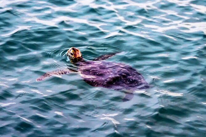 2-Hour Pedal Kayak Tour in Canaveral National Shore