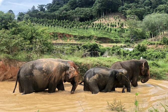 2 Hours Phuket Ethical Elephant Nature Park Visit