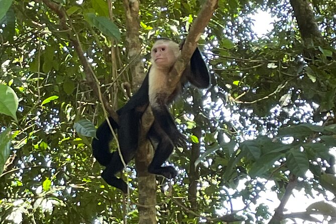 2 Hours Private Guided Hiking Experience to El Miro in Jaco