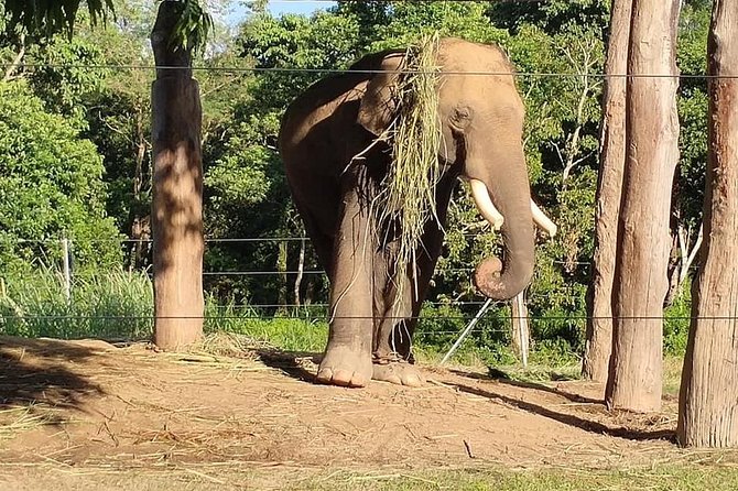 2 Nights 3 Days Chitwan Jungle Safari Trip From Pokhara. - Itinerary and Activities Planned