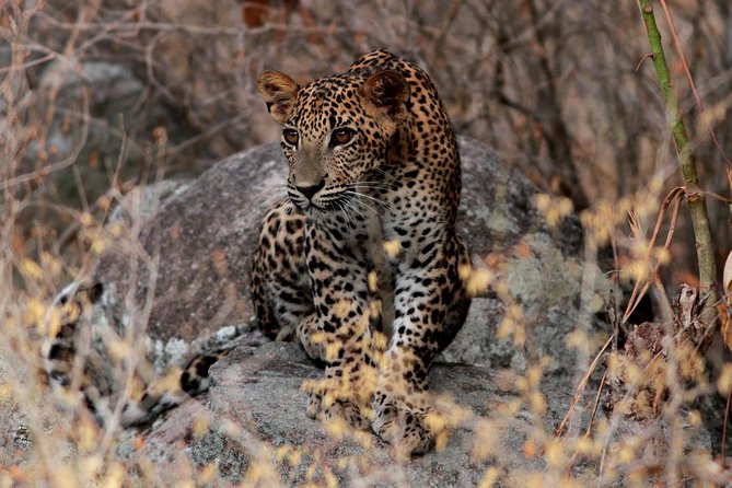 2 Nights Luxury Wild Experience in Leopard Nest With Return Transfers - Accommodation Details
