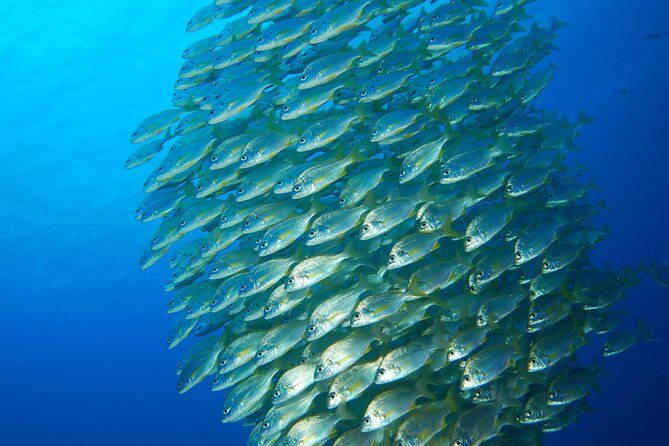 24H Snorkel Rental Equipment, Discover Tenerife on Your Own!