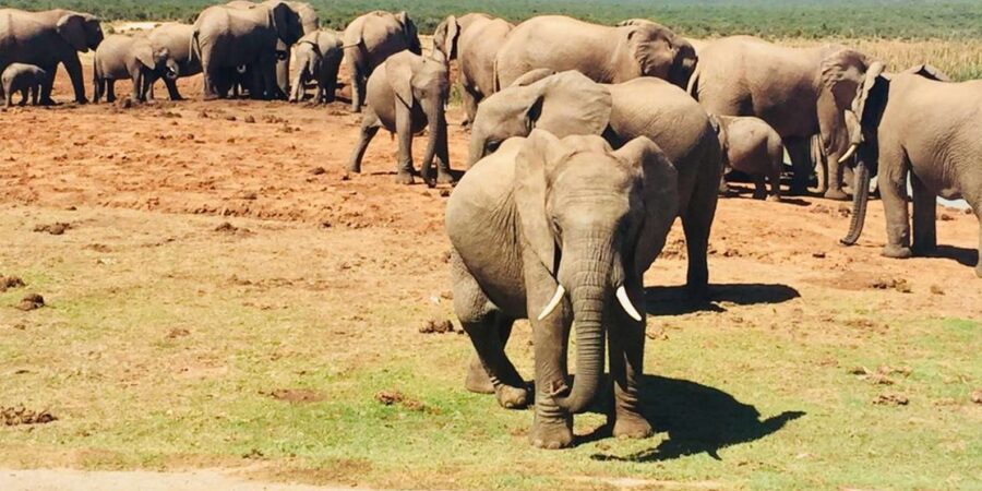 3-Day Private Scenic Garden Route Safari Tour From Cape Town